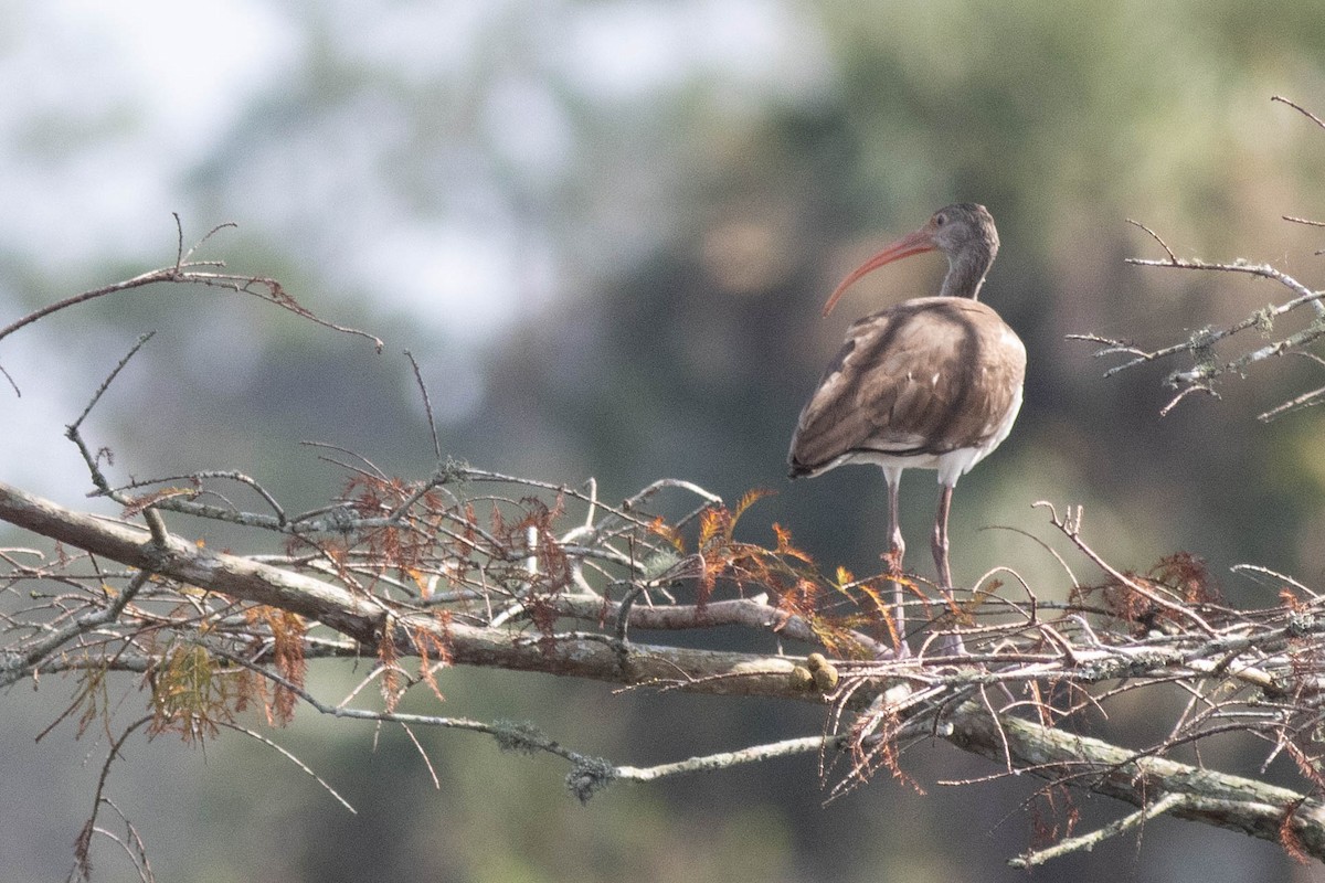 White Ibis - ML627062265