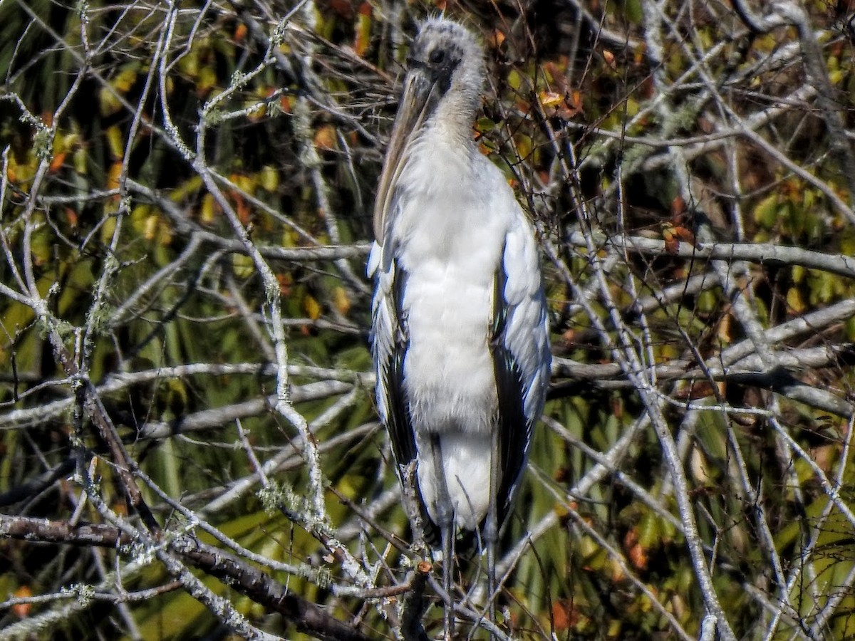Wood Stork - ML627062292