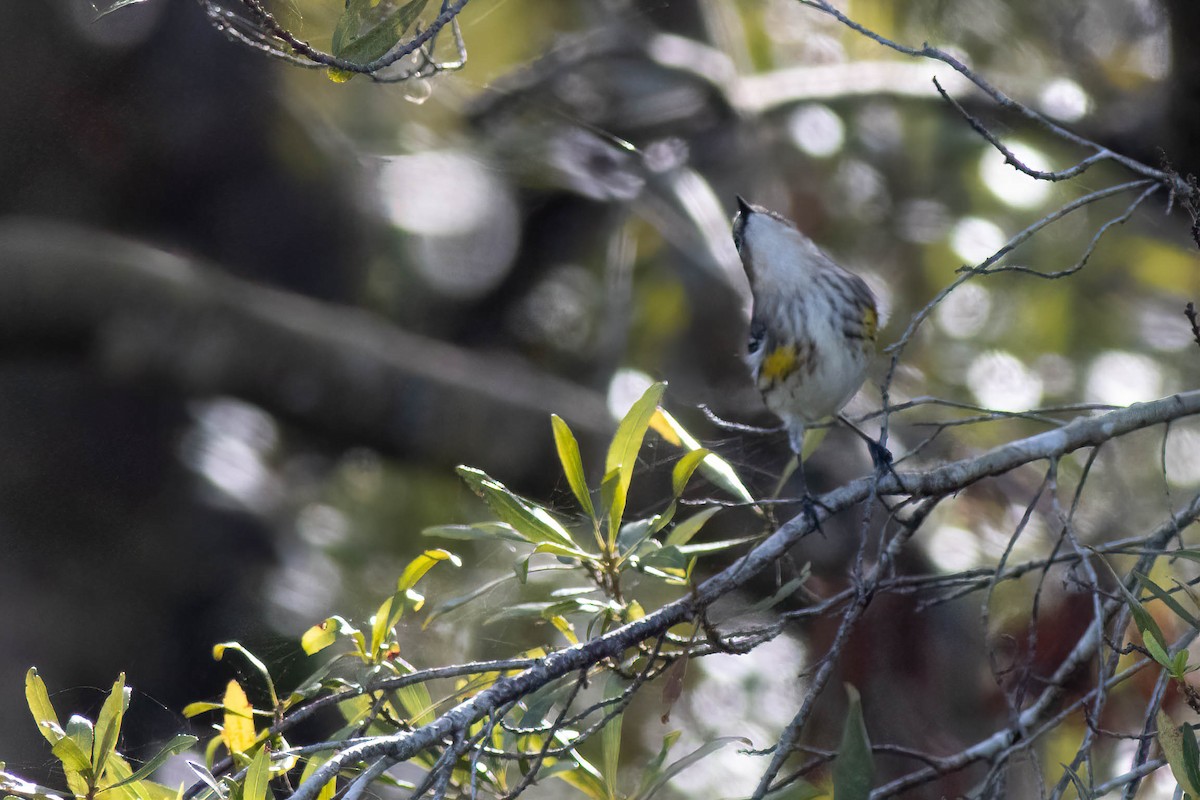 Yellow-rumped Warbler - ML627062293