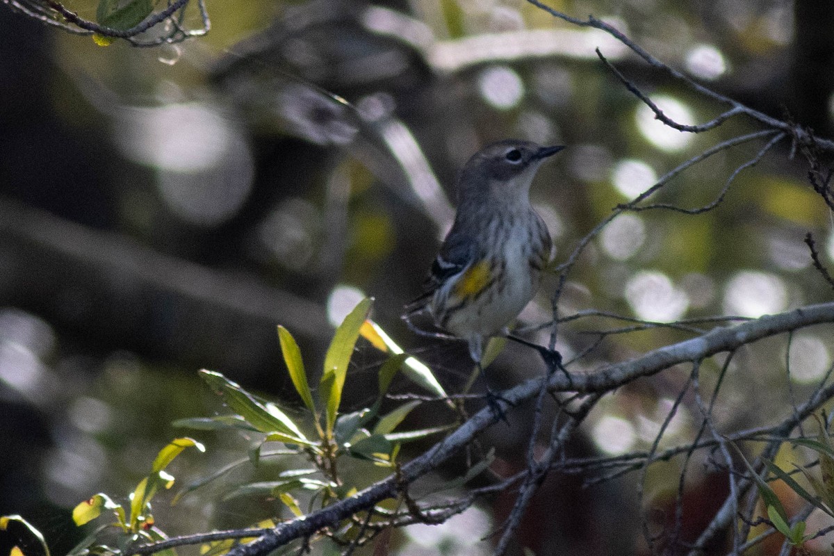 Yellow-rumped Warbler - ML627062294