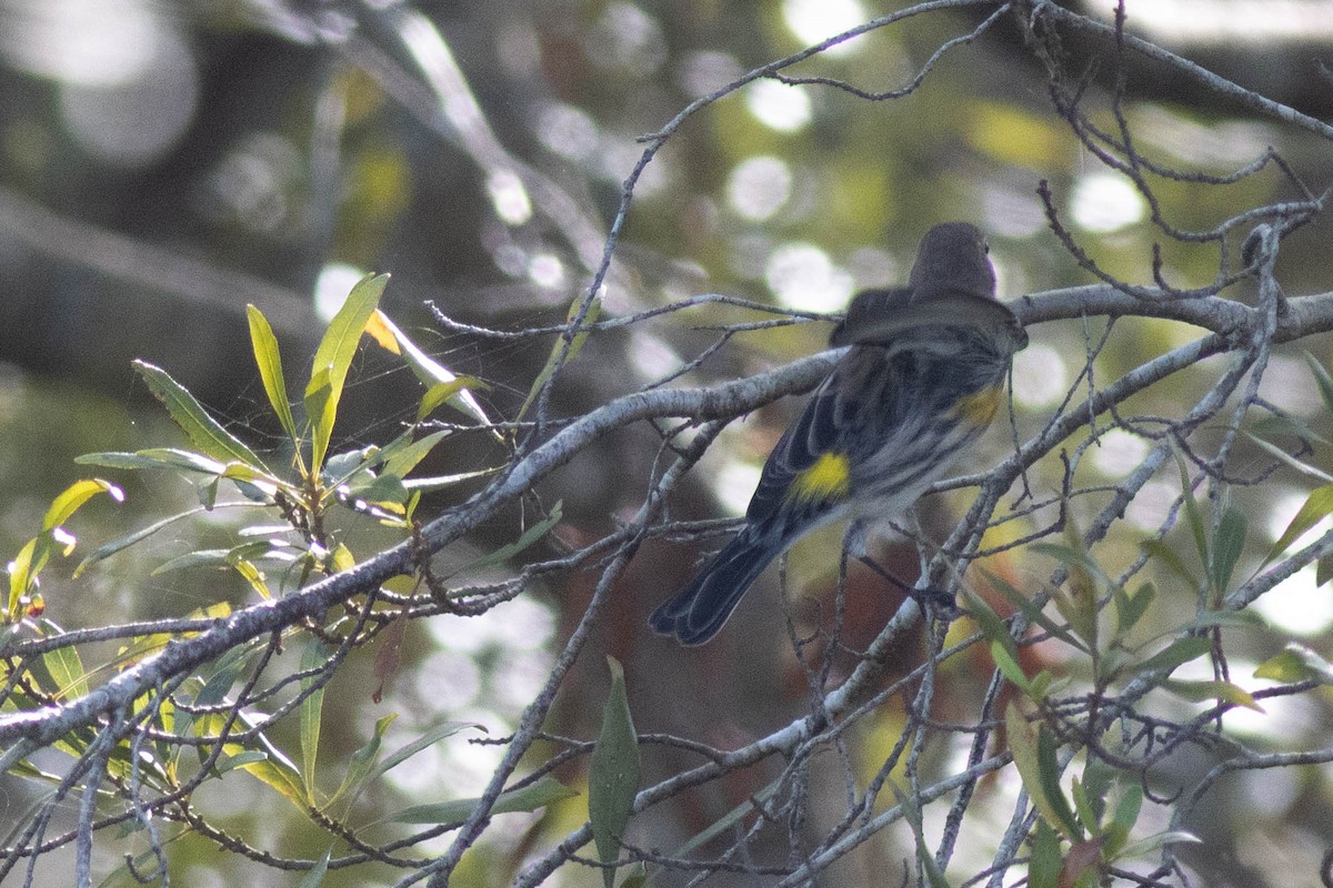 Yellow-rumped Warbler - ML627062295