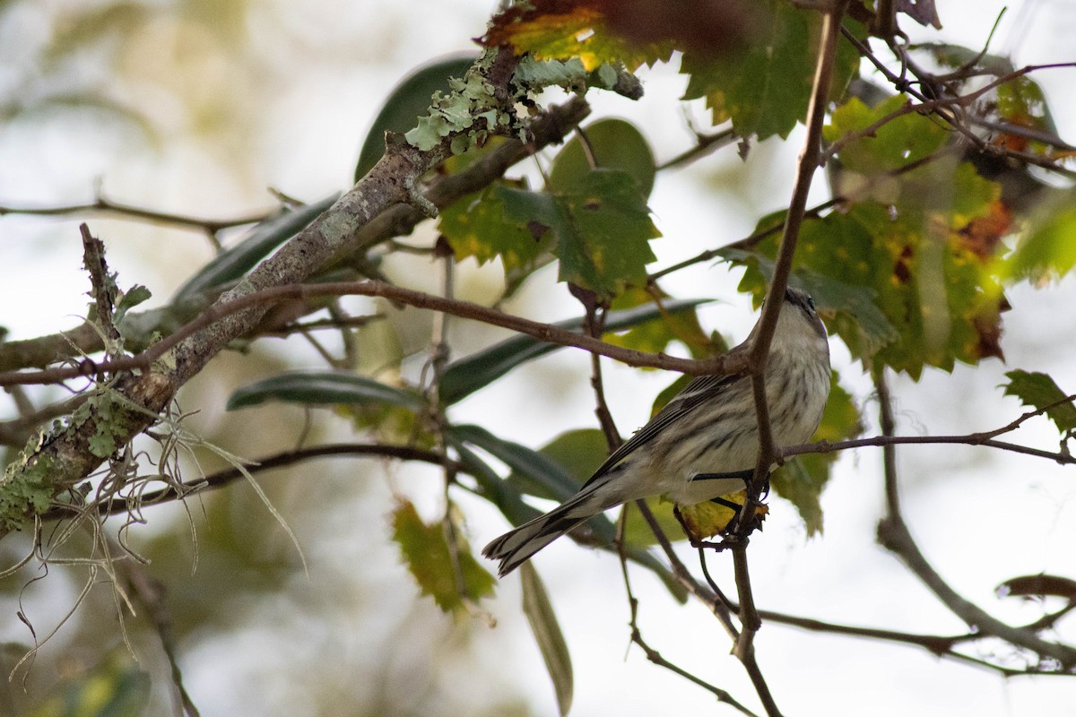 Yellow-rumped Warbler - ML627062297