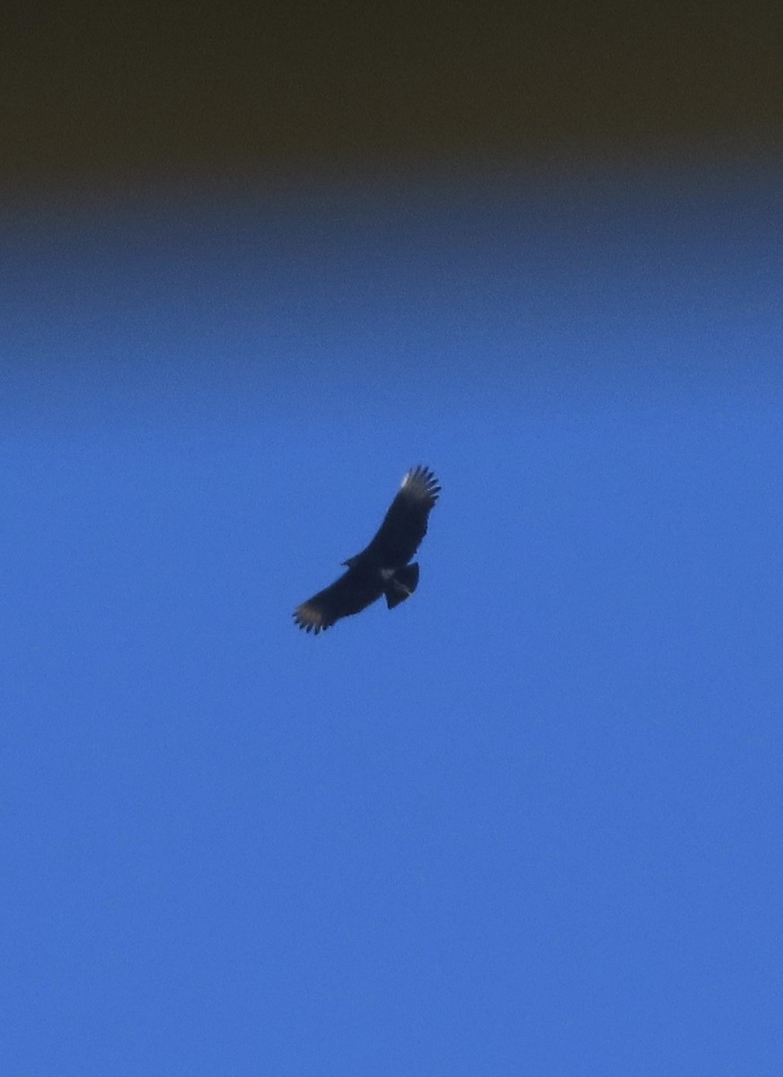 Black Vulture - ML627062327