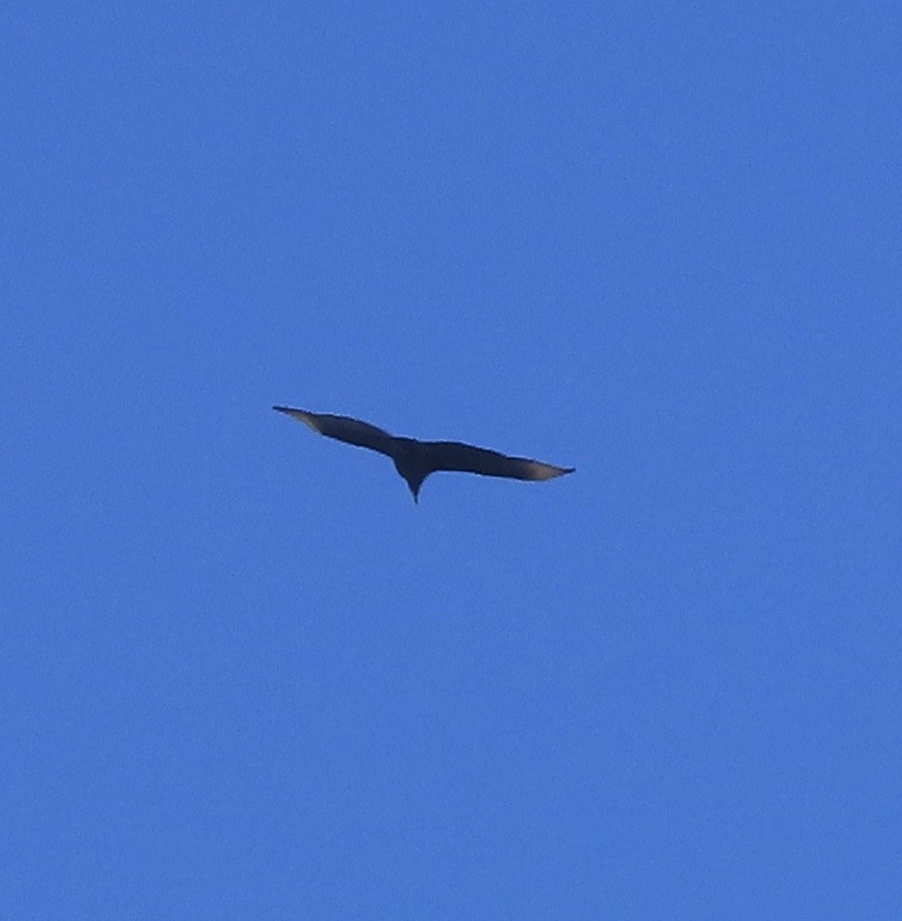 Black Vulture - ML627062328