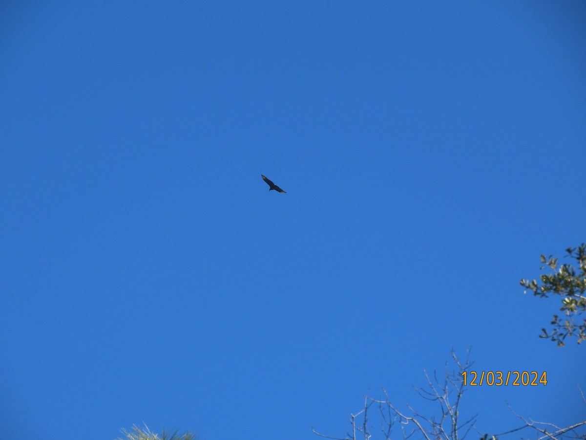 Black Vulture - ML627062329
