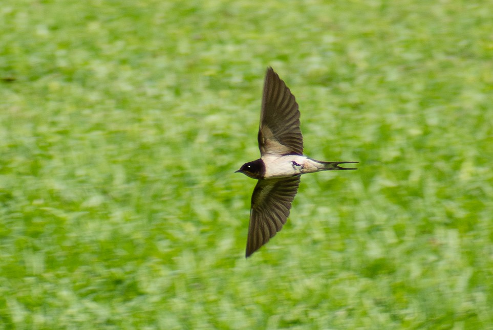 Barn Swallow - ML627062389