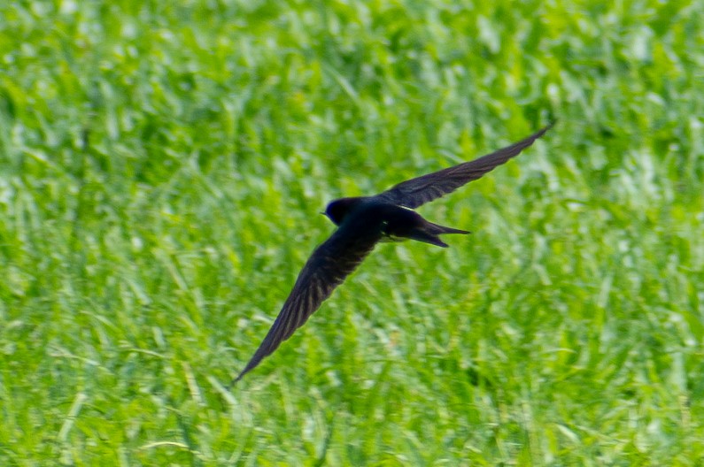 Barn Swallow - ML627062390
