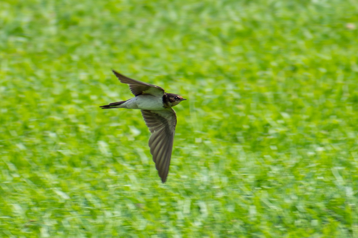 Barn Swallow - ML627062391