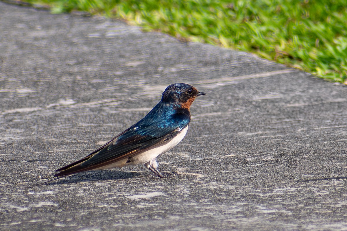 Barn Swallow - ML627062392