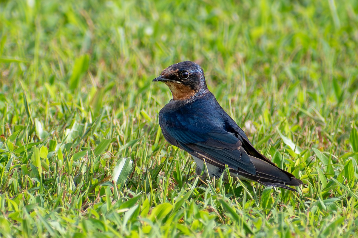 Barn Swallow - ML627062393