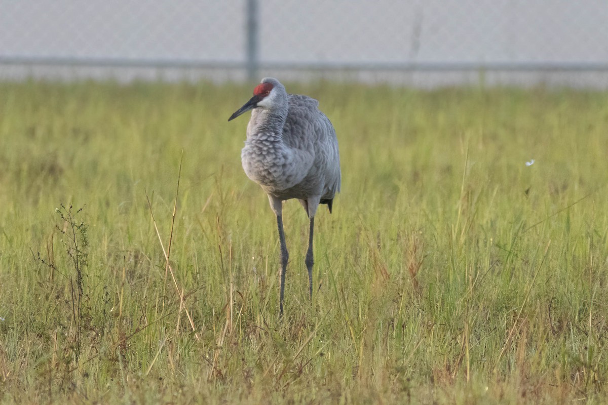 Sandhill Crane - ML627062487