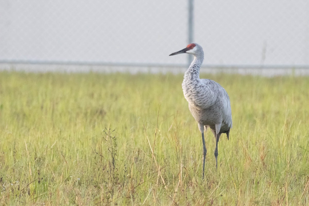 Sandhill Crane - ML627062488