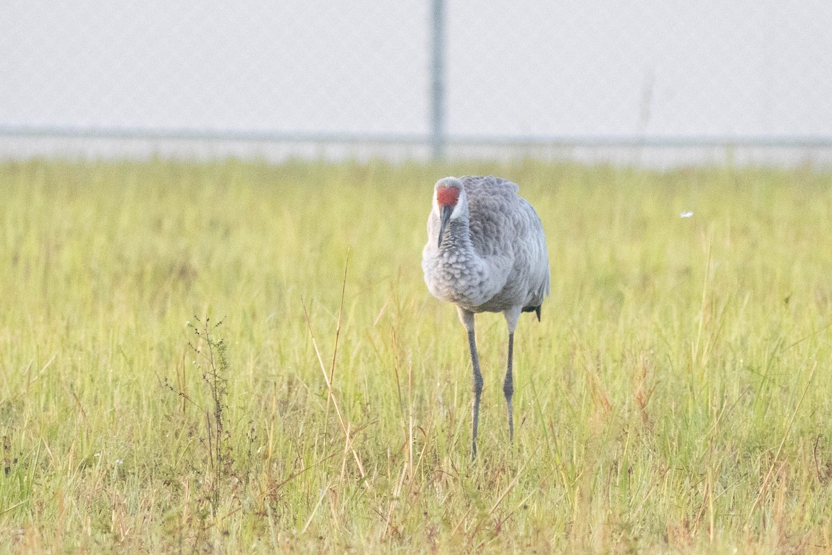 Sandhill Crane - ML627062489