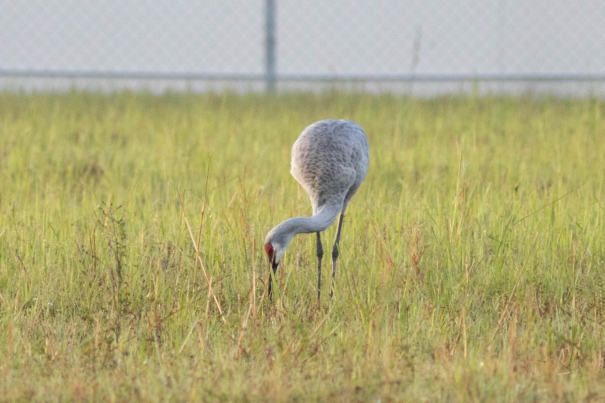 Sandhill Crane - ML627062490