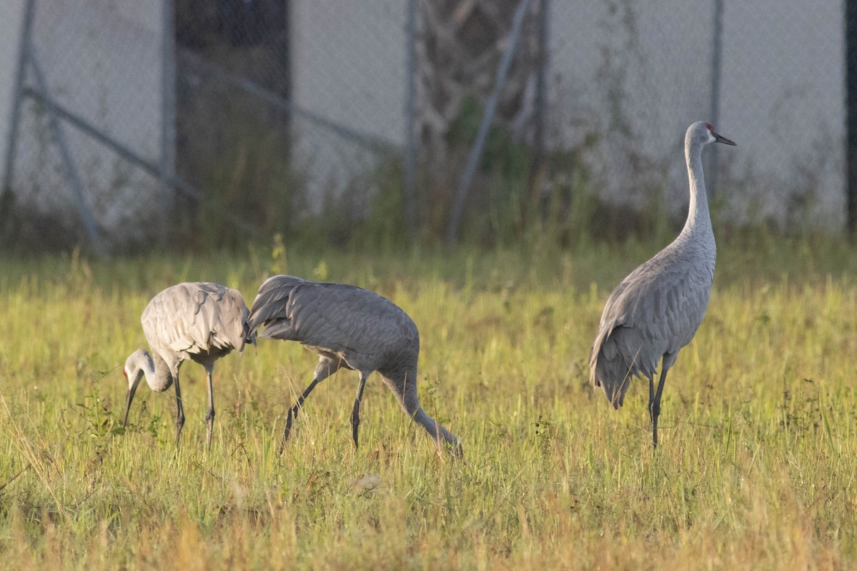 Sandhill Crane - ML627062491