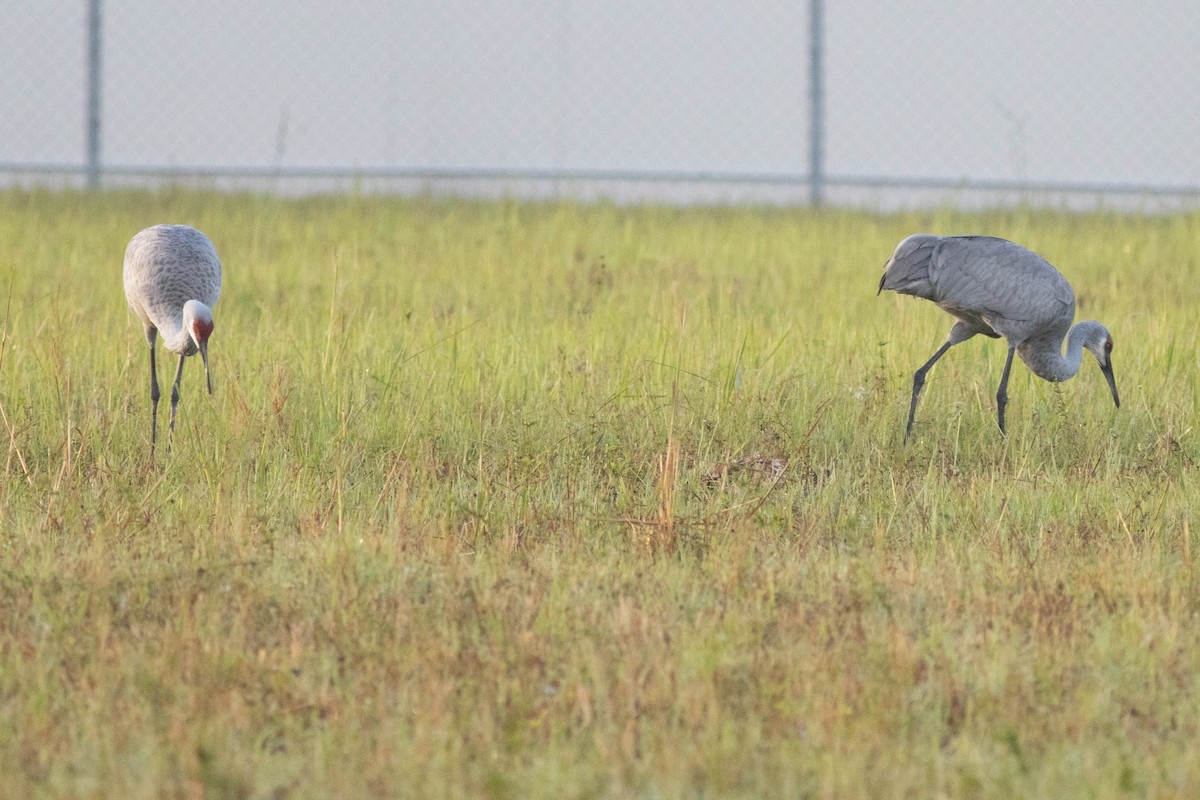 Sandhill Crane - ML627062492