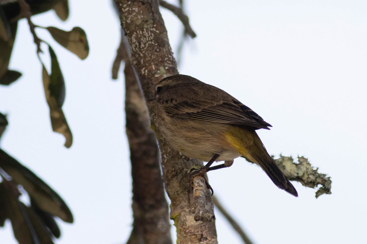 Palm Warbler - ML627062527