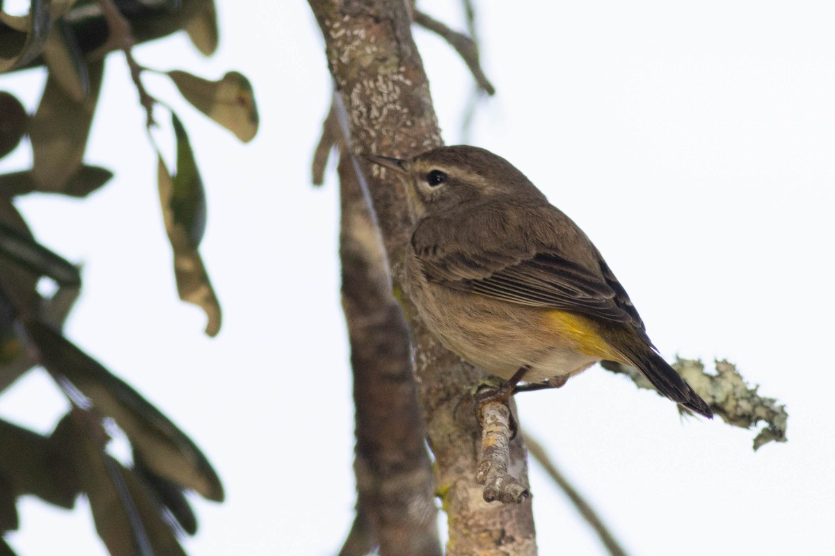 Palm Warbler - ML627062529