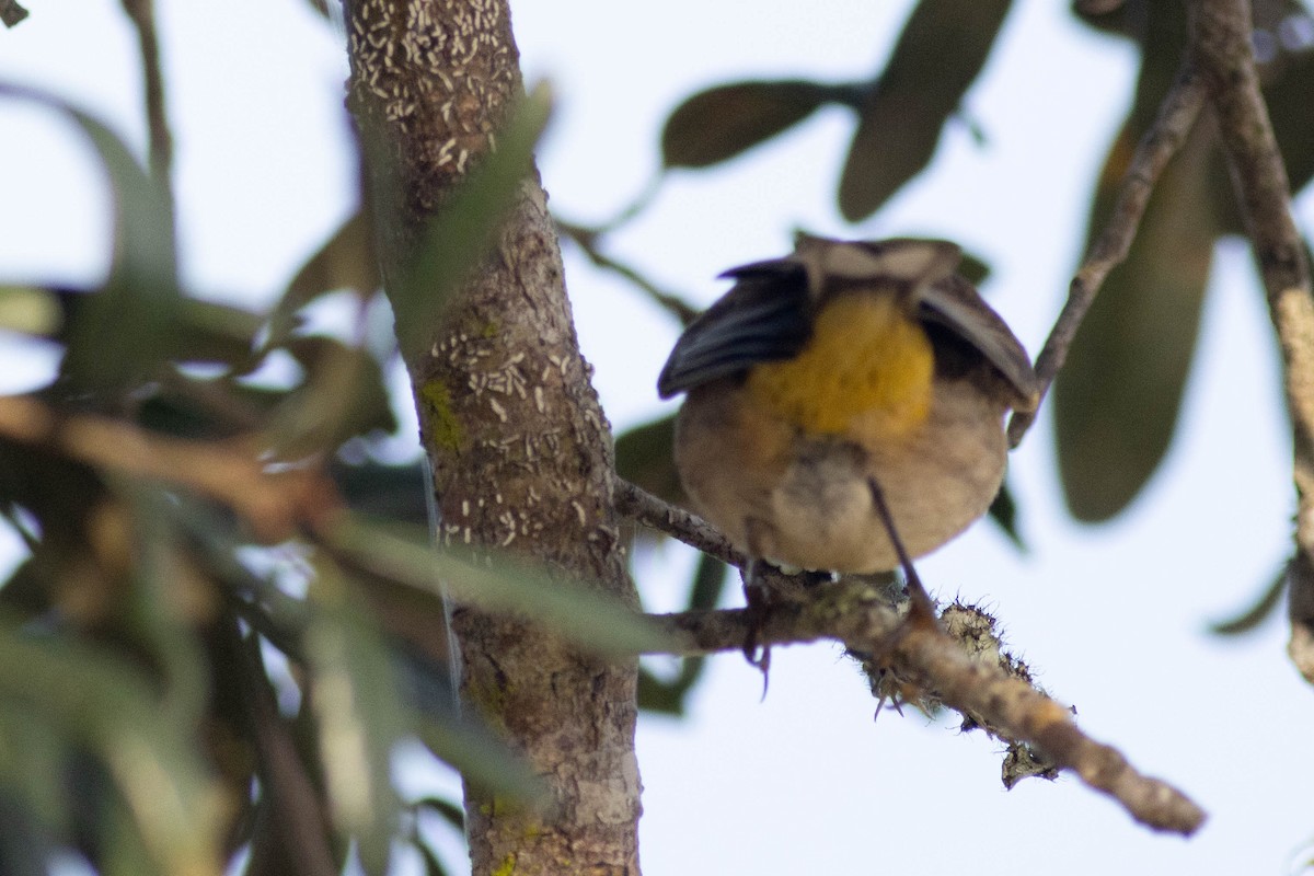 Palm Warbler - ML627062530