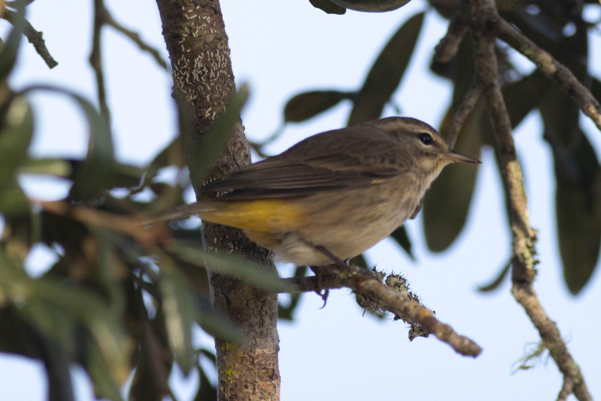 Palm Warbler - ML627062531