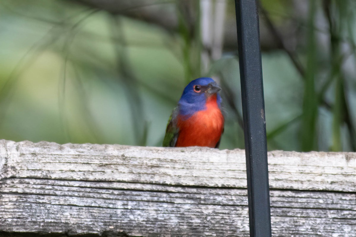 Painted Bunting - ML627062634