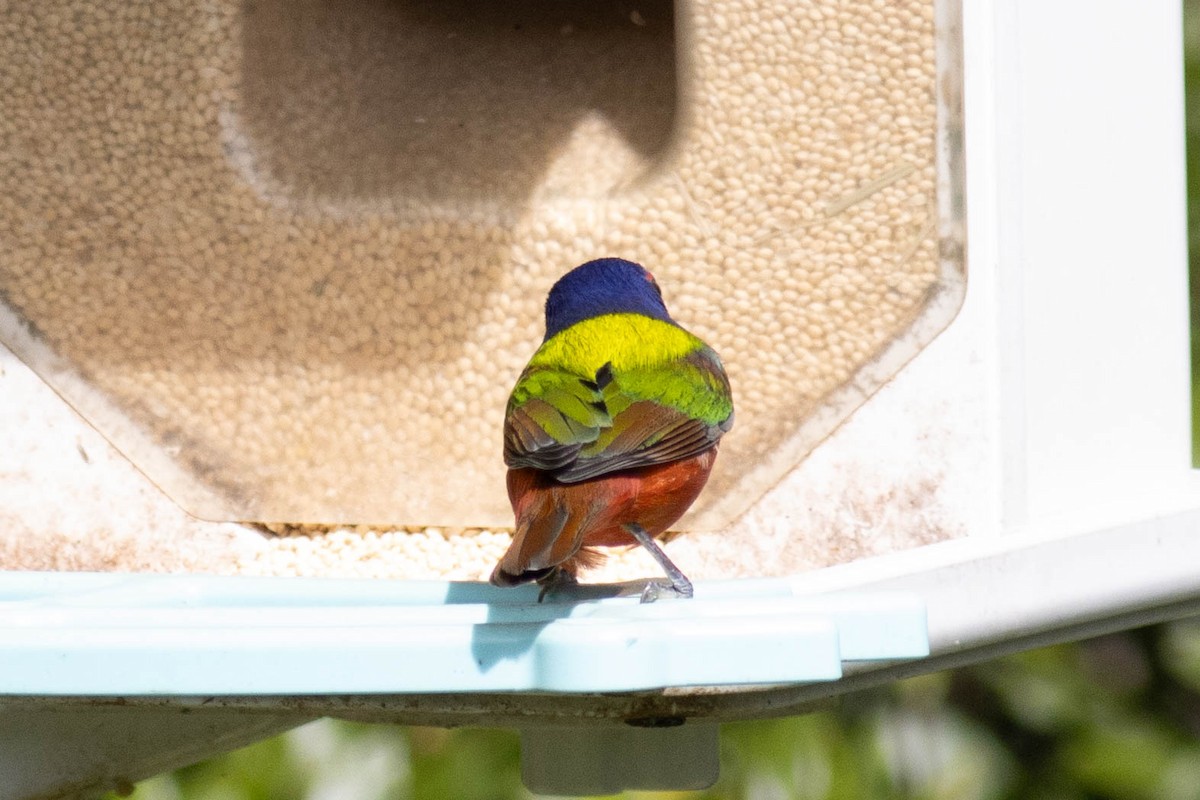 Painted Bunting - ML627062635