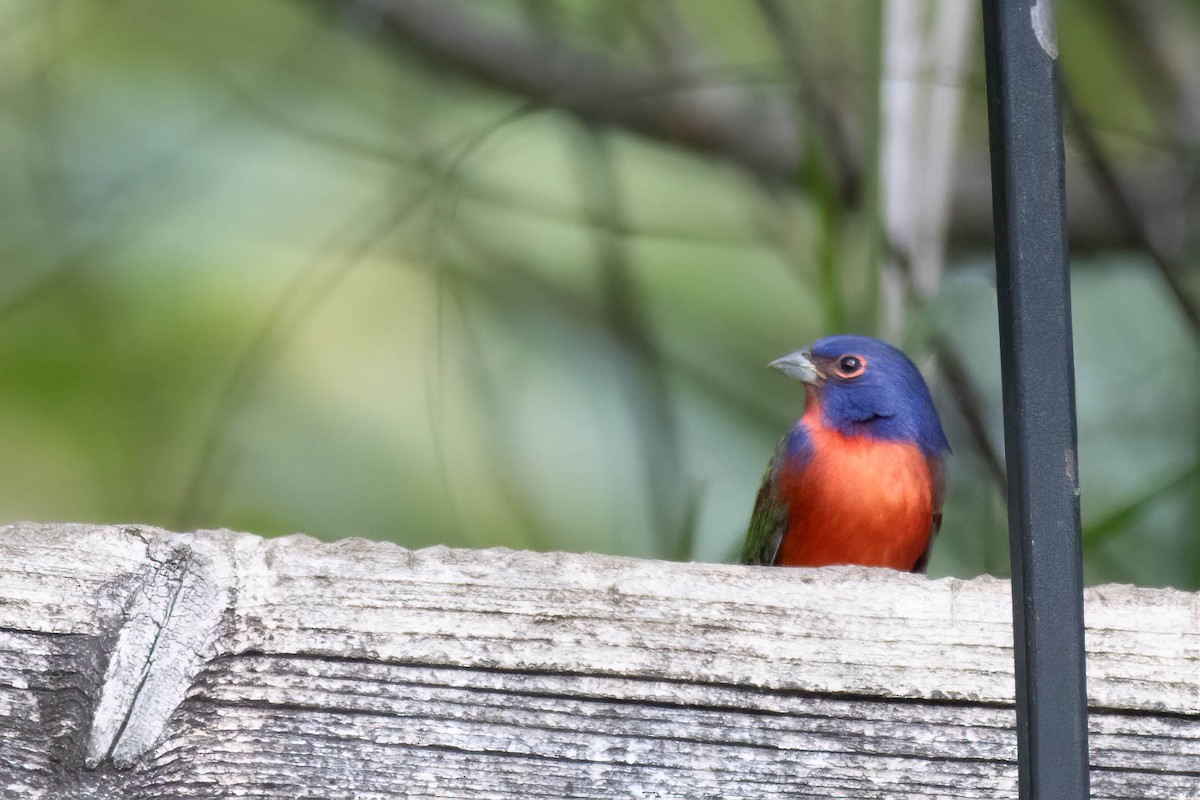 Painted Bunting - ML627062636