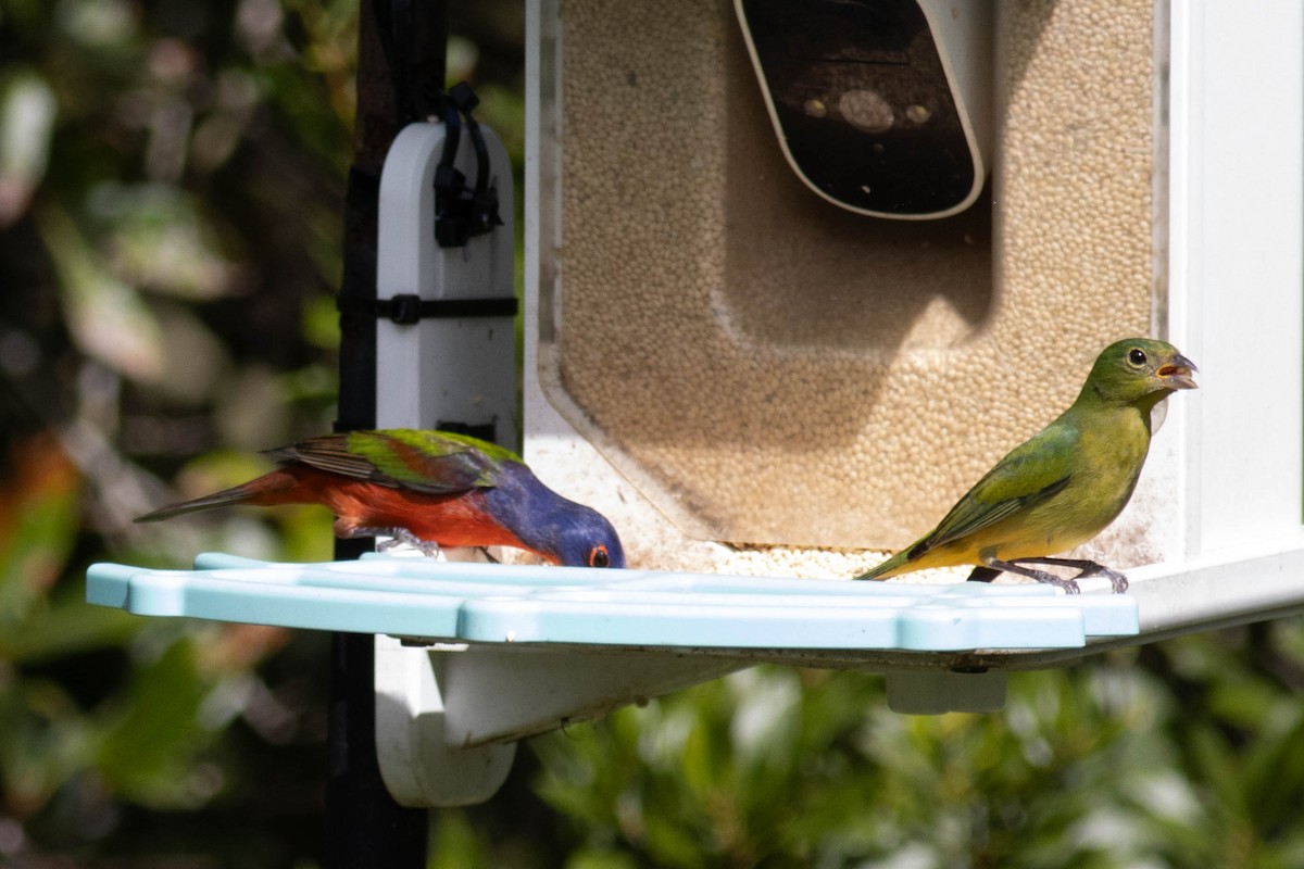 Painted Bunting - ML627062637