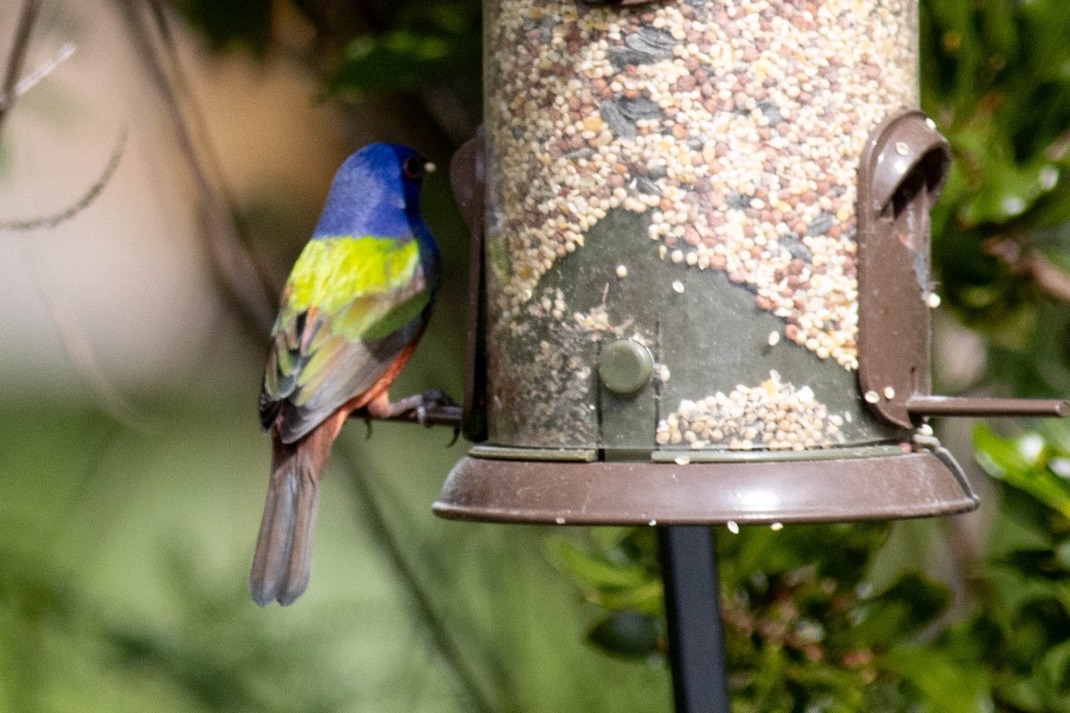 Painted Bunting - ML627062638