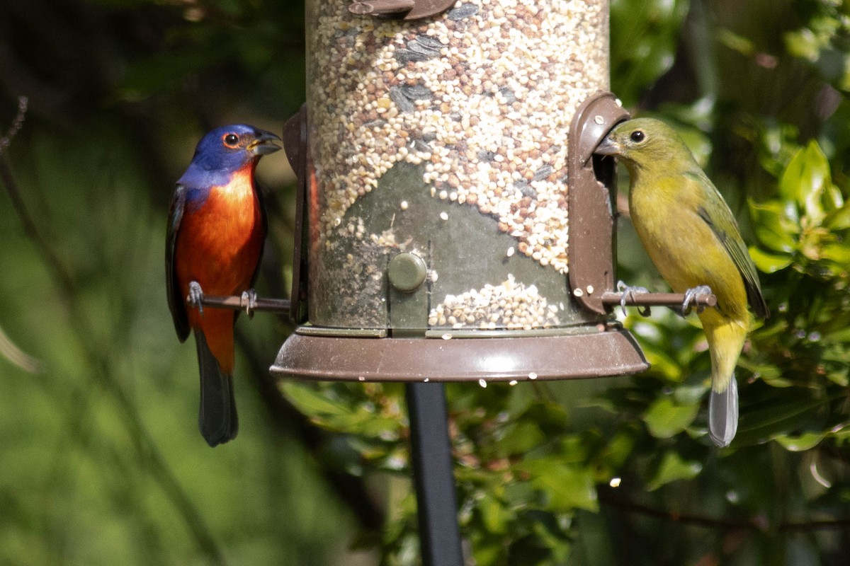 Painted Bunting - ML627062639