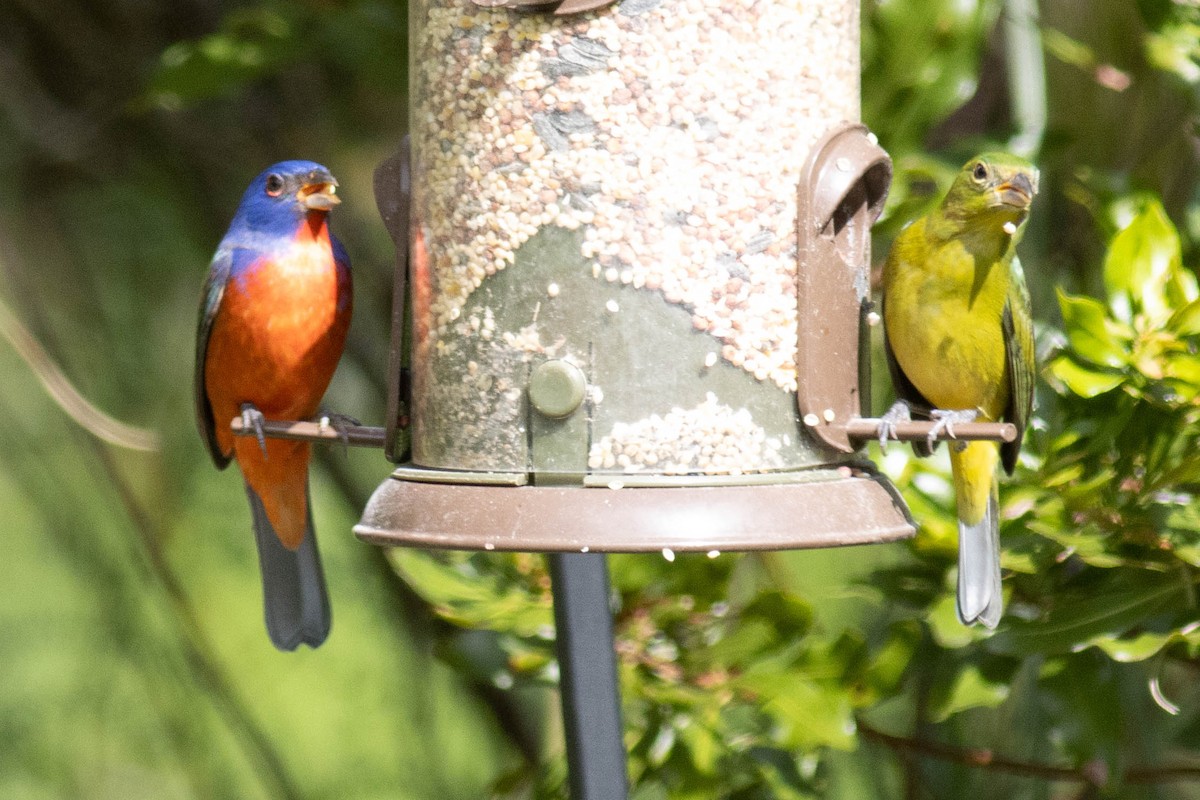 Painted Bunting - ML627062640