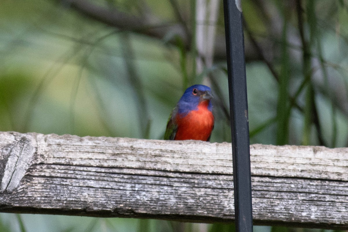 Painted Bunting - ML627062641