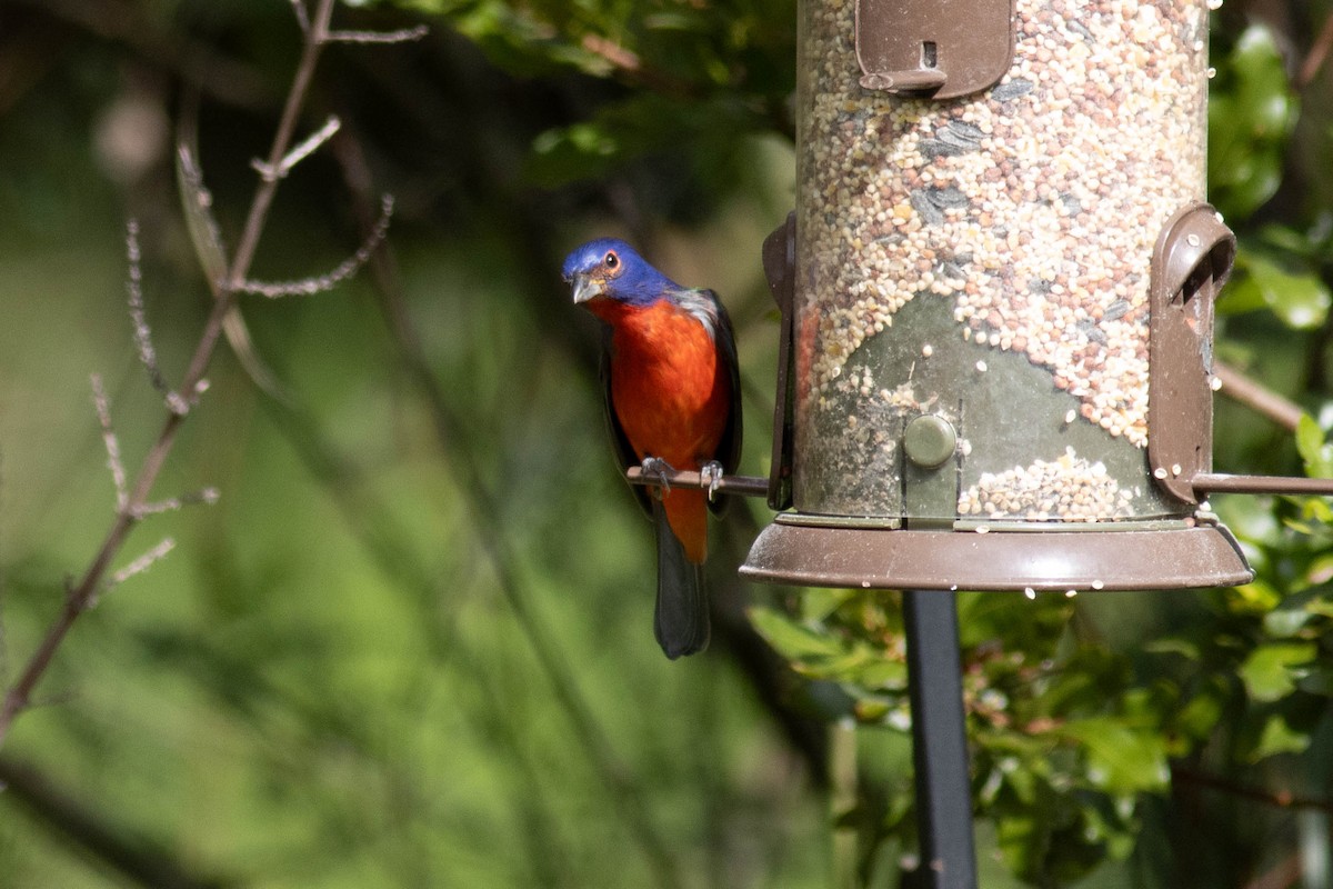 Painted Bunting - ML627062642