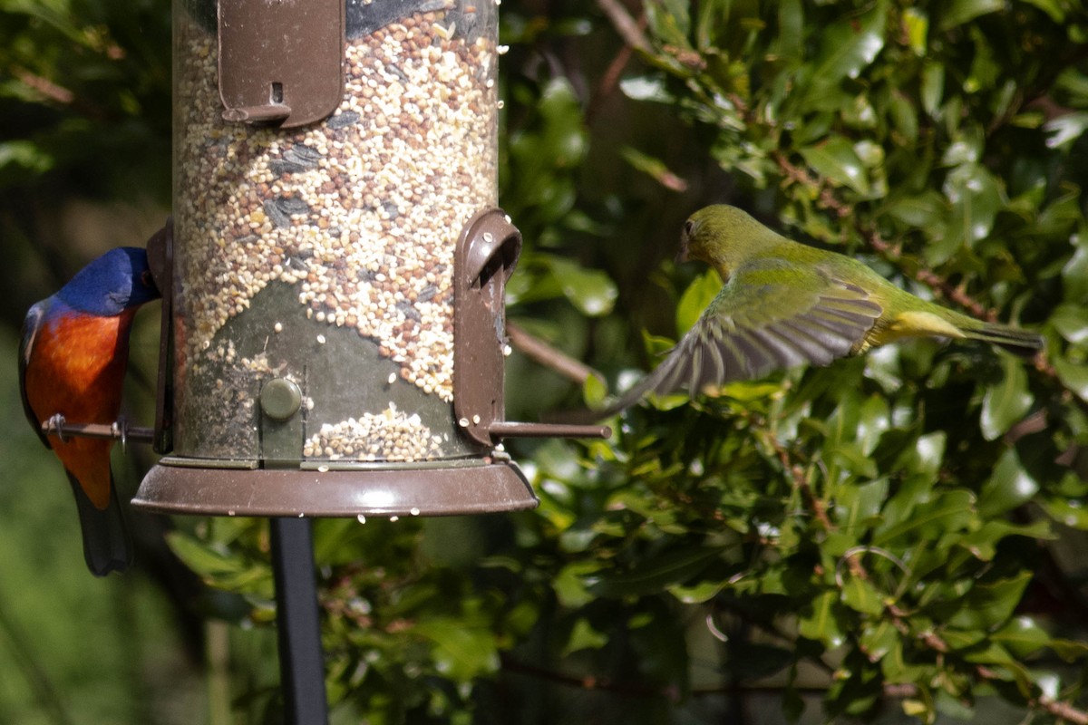 Painted Bunting - ML627062643