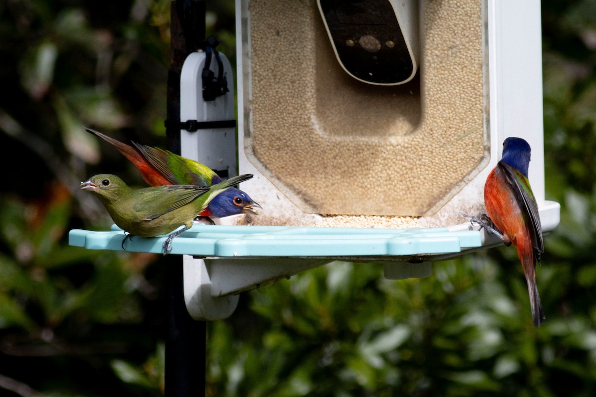 Painted Bunting - ML627062644