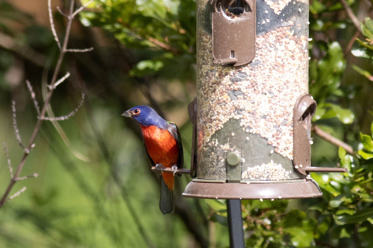 Painted Bunting - ML627062645