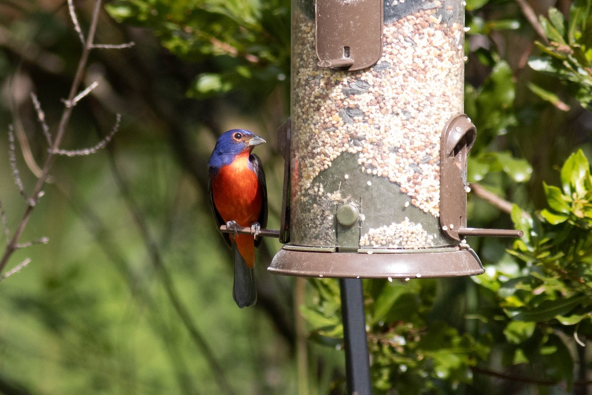 Painted Bunting - ML627062646