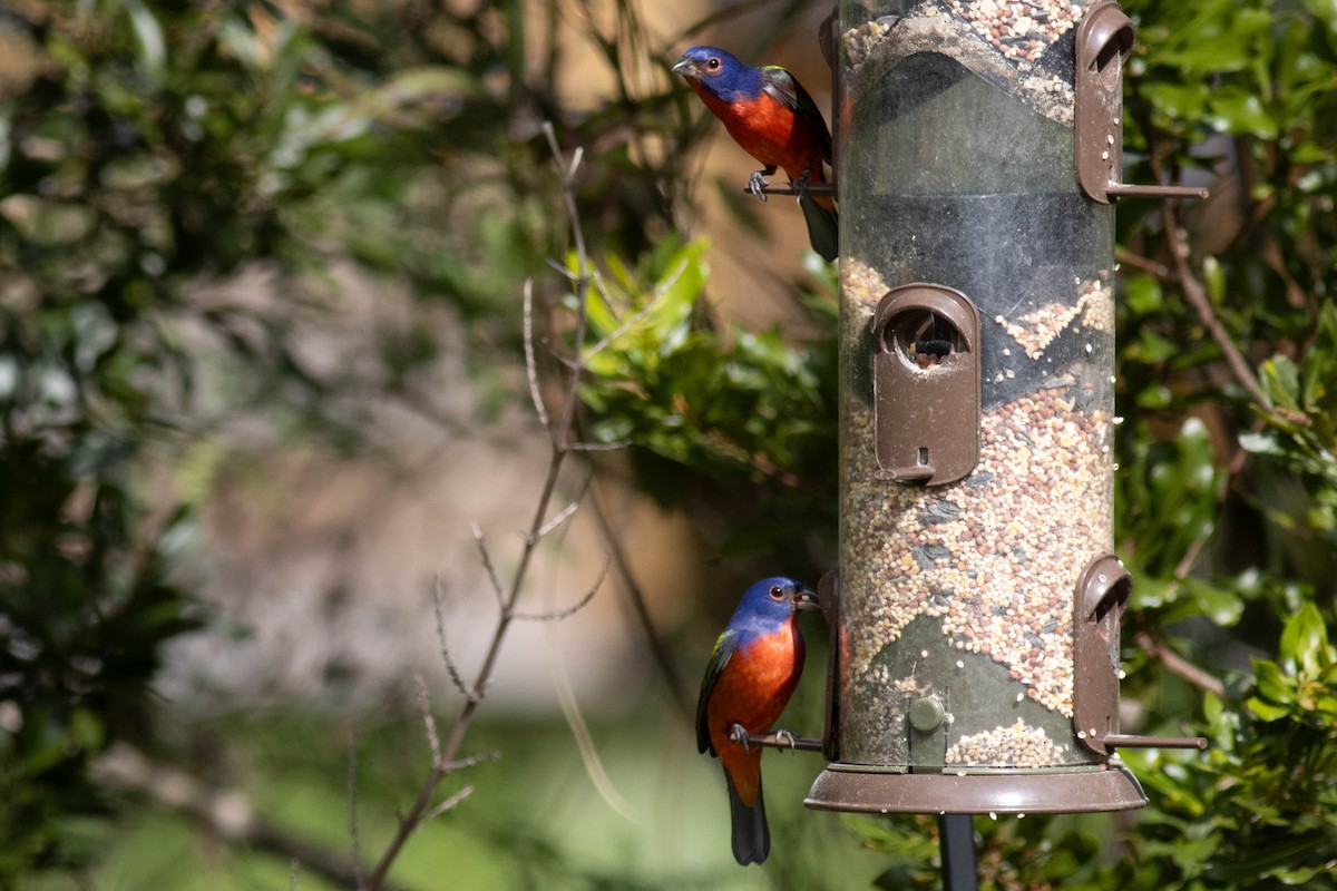 Painted Bunting - ML627062647