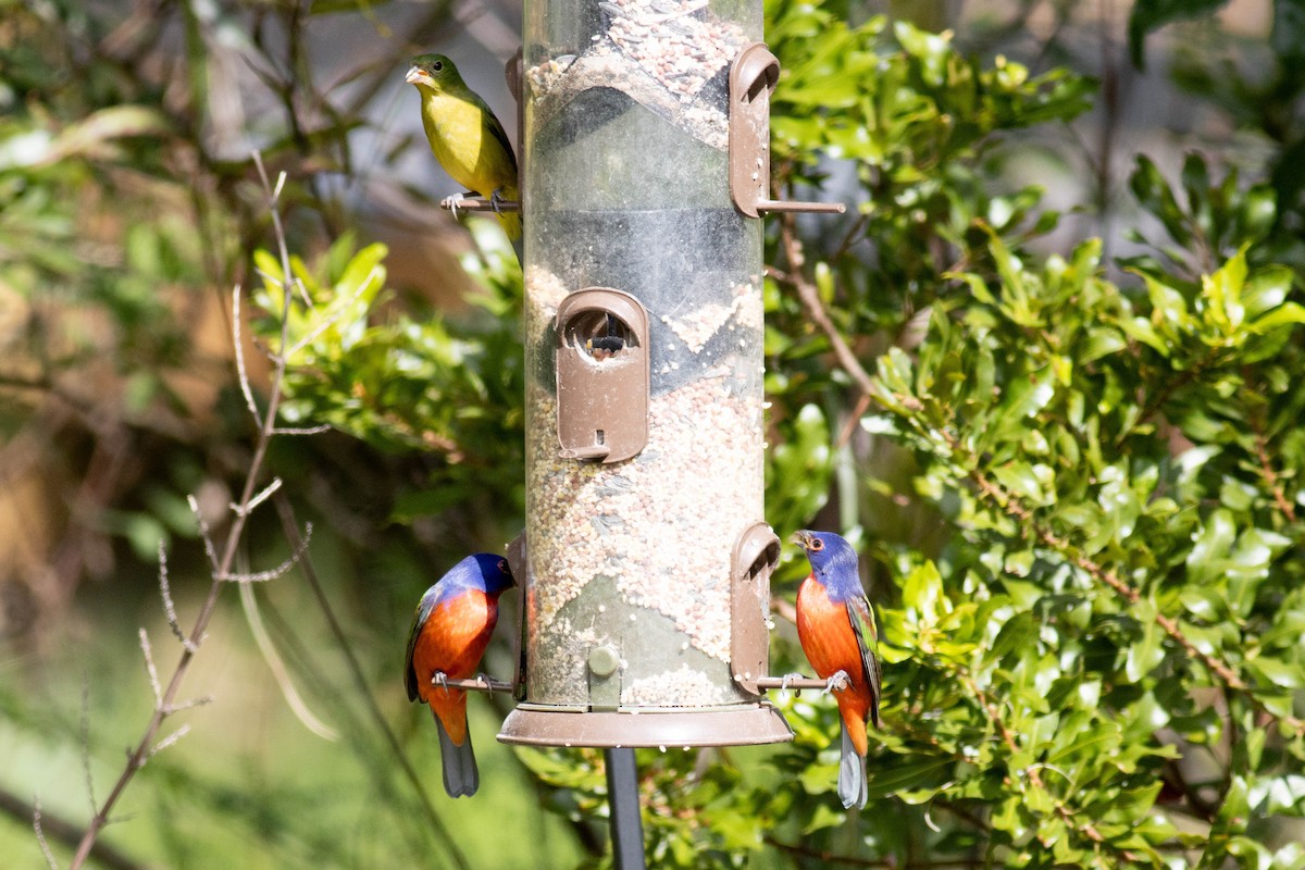 Painted Bunting - ML627062648