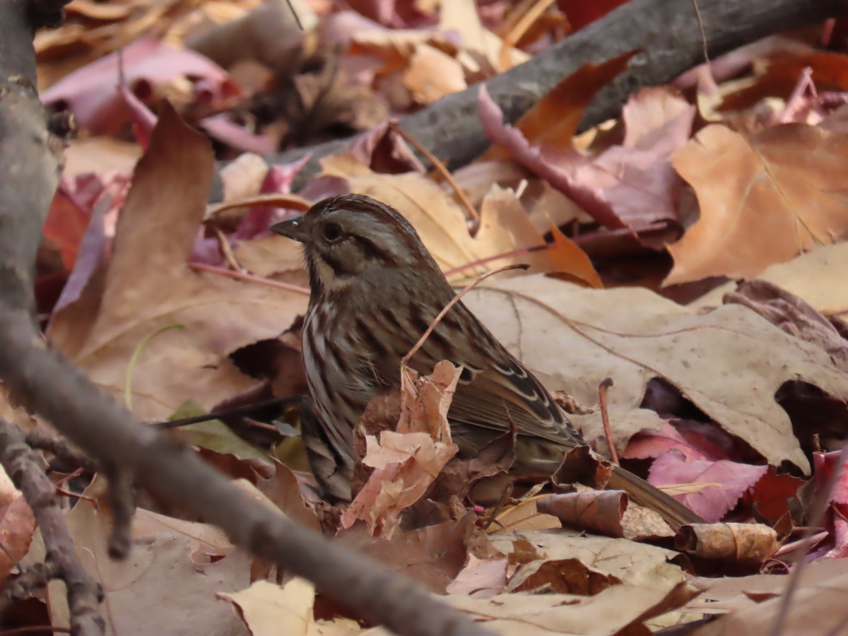 Song Sparrow - ML627062864