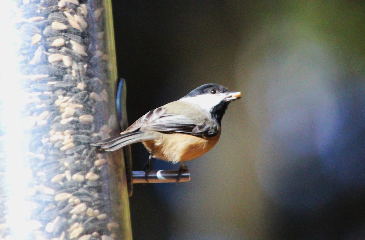 Black-capped Chickadee - ML627062928