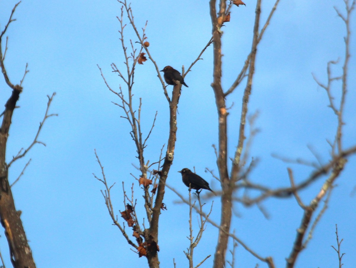 Rusty Blackbird - ML627062949