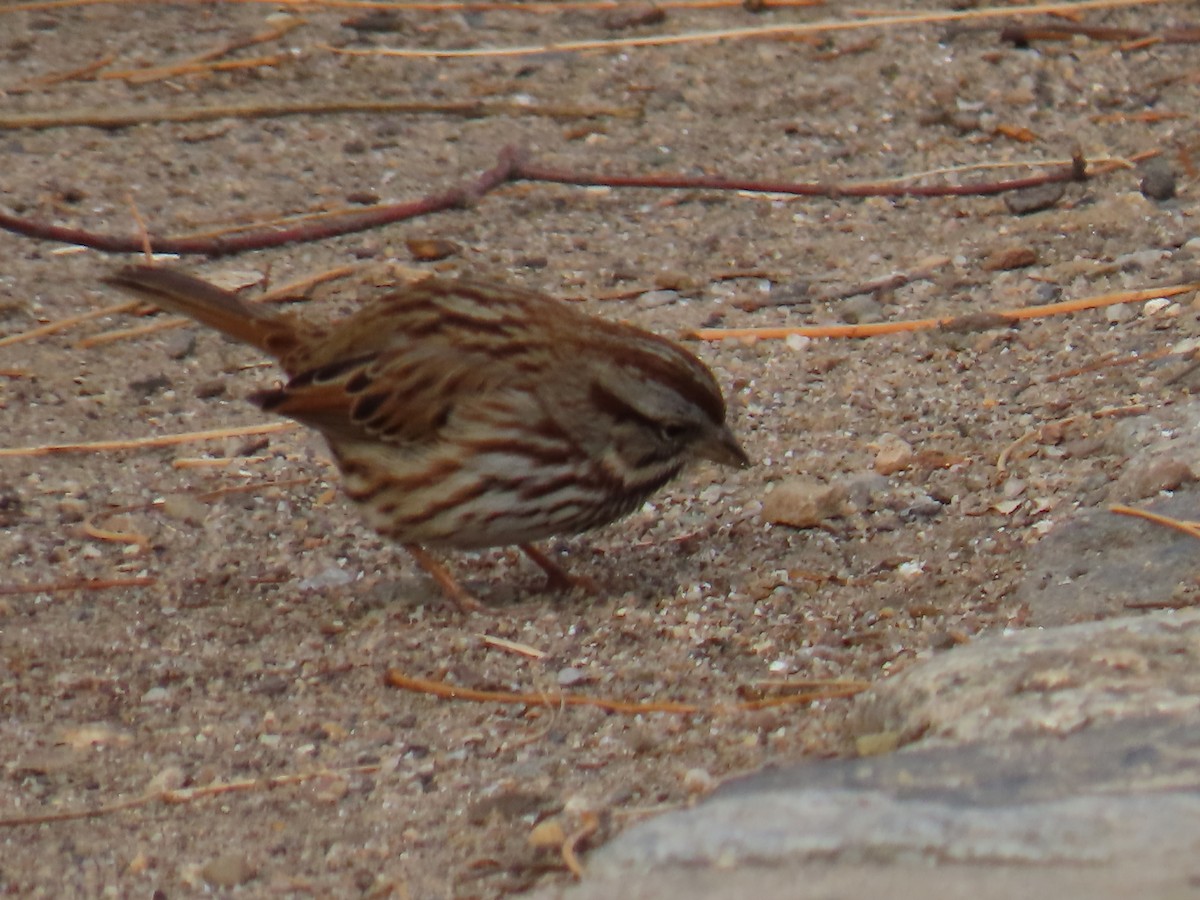 Song Sparrow - ML627063001