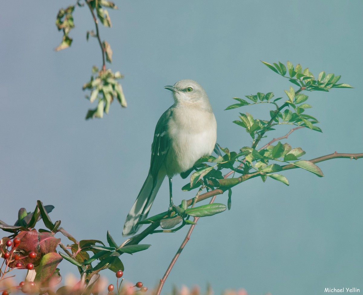 Northern Mockingbird - ML627063048