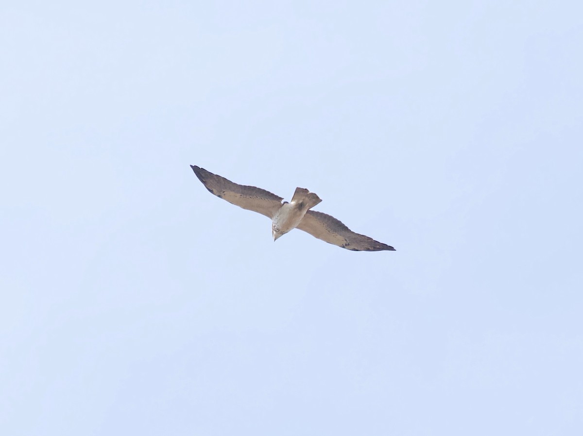 Swainson's Hawk - ML627063051