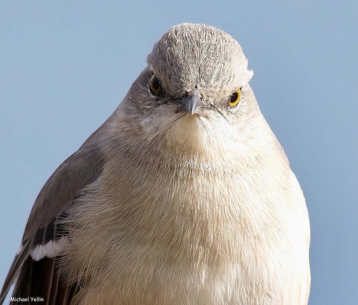 Northern Mockingbird - ML627063052