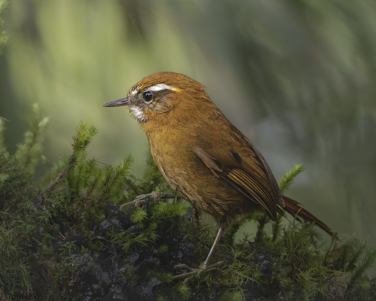 White-browed Spinetail - ML627063165