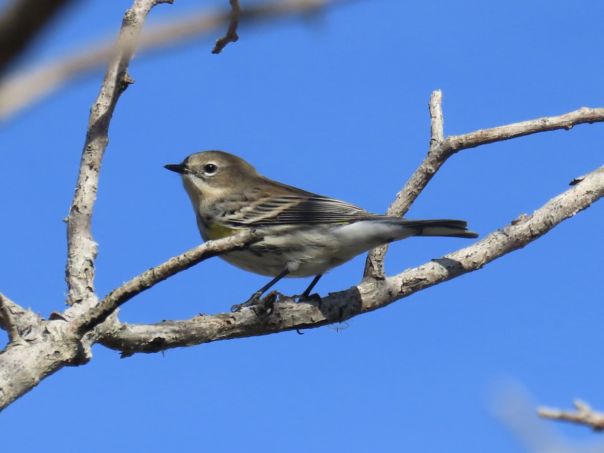 Reinita Coronada (coronata) - ML627063209