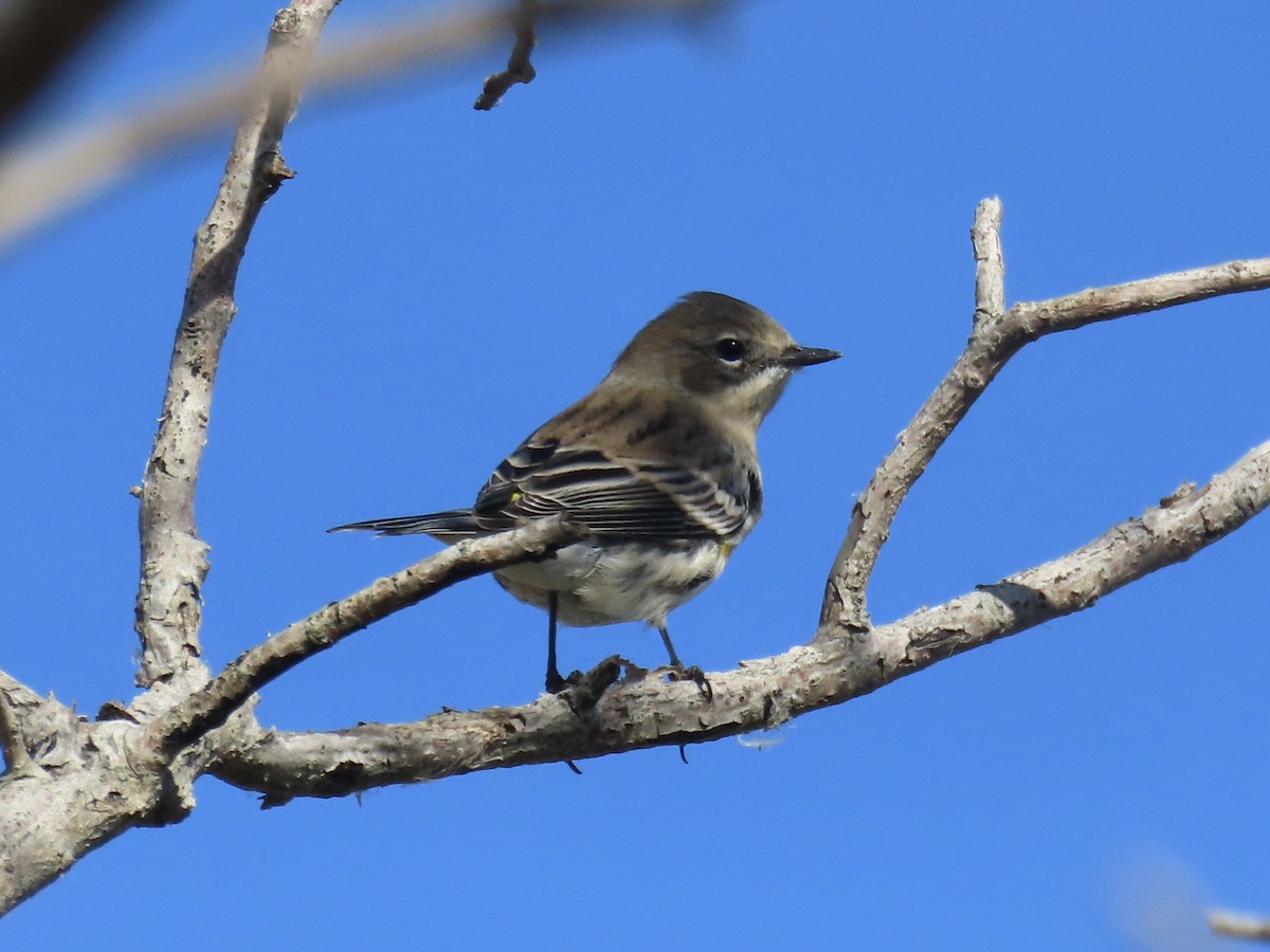 Reinita Coronada (coronata) - ML627063212
