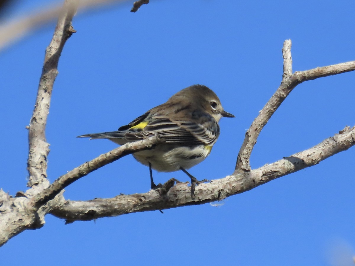Reinita Coronada (coronata) - ML627063214